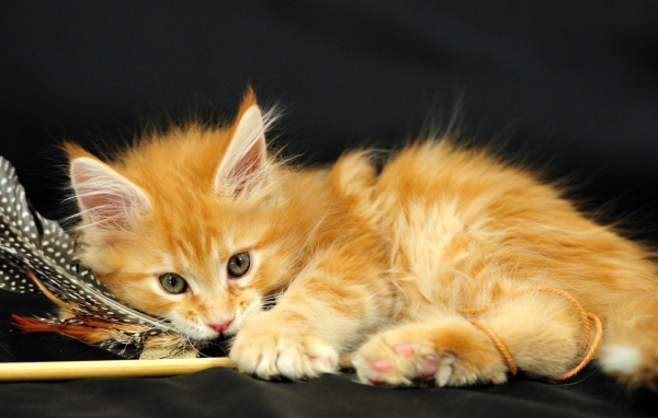 Маленький красивый рыжий кот и перо