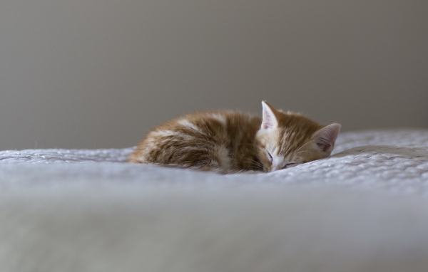 Маленький красивый рыжий кот видит десятый сон