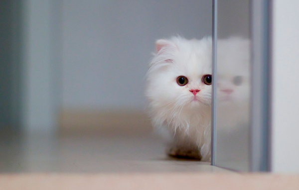 Маленький красивый белый кот спрятался