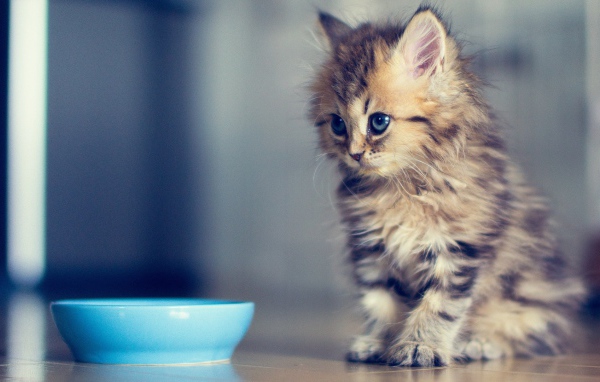 Маленький кот просит молока