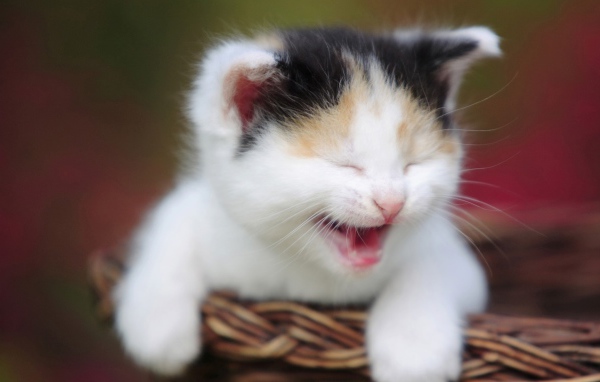 Маленький кот зовёт маму