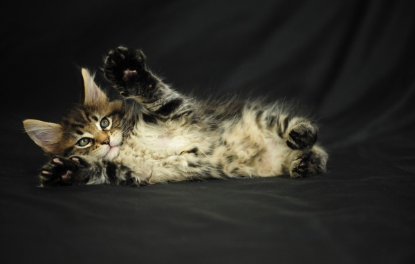 Маленький игривый кот мейн-кун на чёрном фоне
