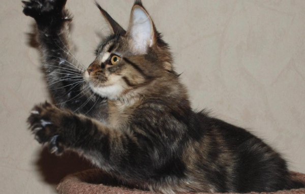 Маленький игривый кот мейн-кун