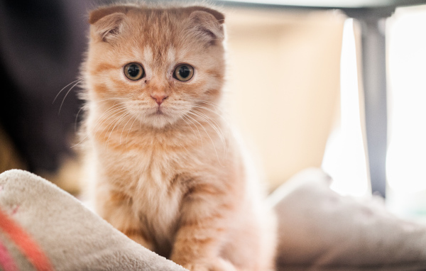 Маленький рыжий шотландский вислоухий кот на кровати