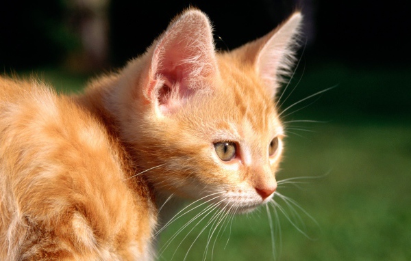 Маленький рыжий кот на природе