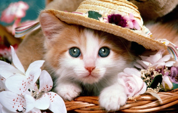 Маленький рыжий кот в шляпе