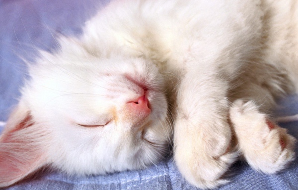 Маленький белый кот видит десятый сон