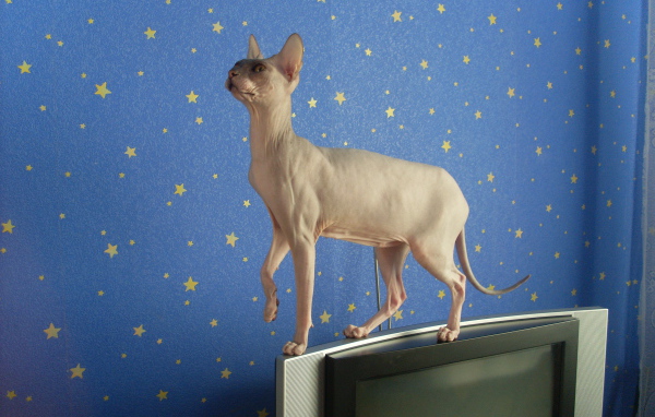 Кот сфинкс стоит на телевизоре