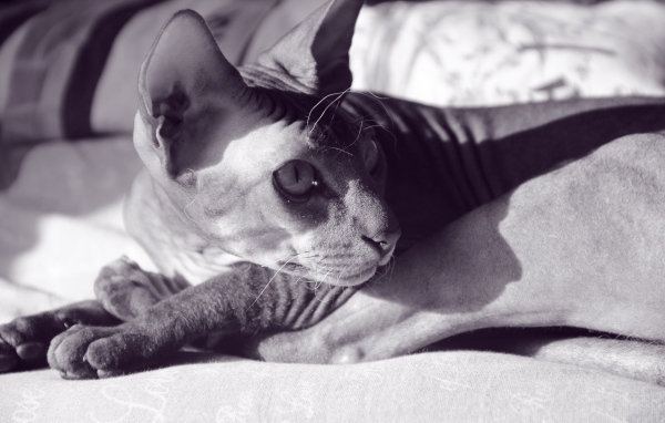 Кот сфинкс отдыхает