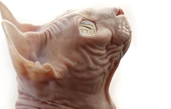 Кот сфинкс на белом фоне