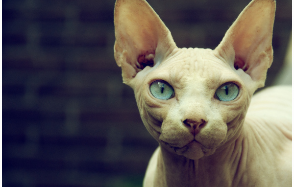 Кот сфинкс с голубыми глазами