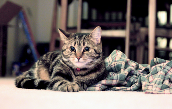 Полосатый котик