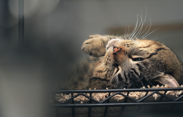 Полосатый кот нежится в постели