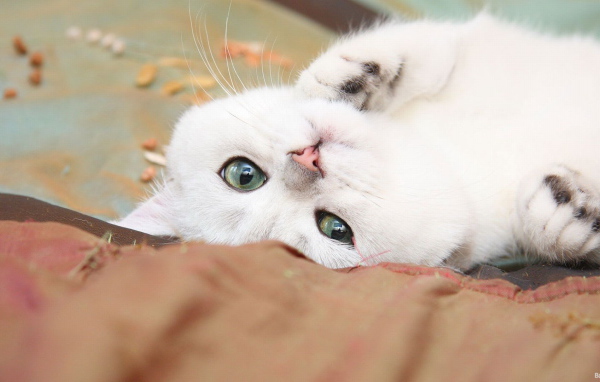 Нежный белый кот