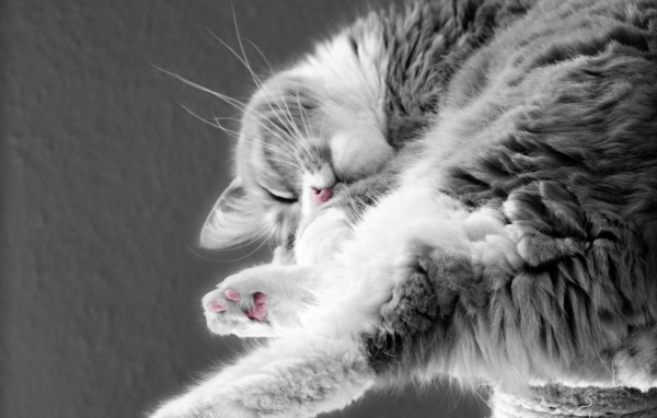 Кошка сладко спит