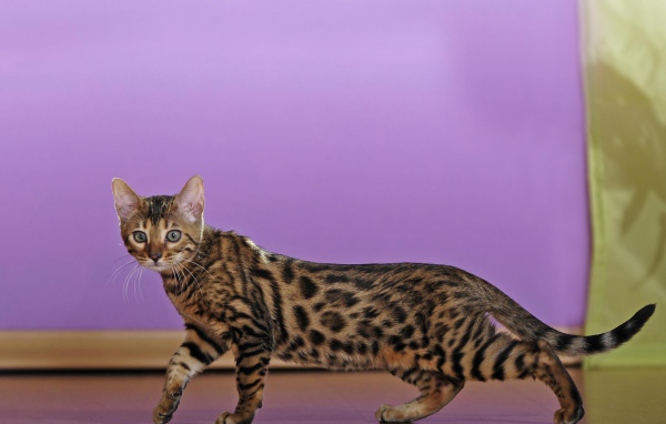 Молодой бенгальский кот крадётся