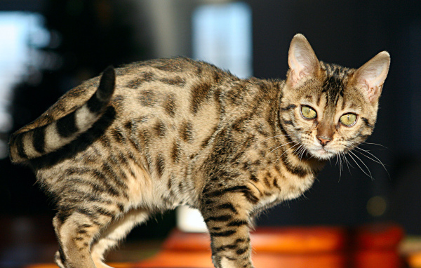 Молодой зеленоглазый бенгальский кот