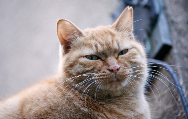 Толстый серый кот