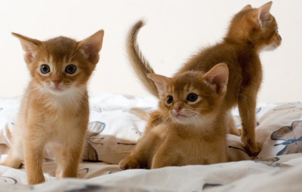 Three cute kitten