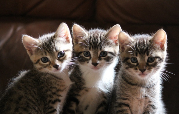 Три маленьких котенка