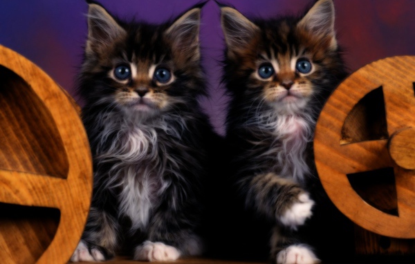 Два котенка с голубыми глазами