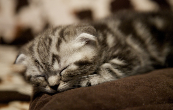 Совсем маленький шотландский вислоухий кот спит