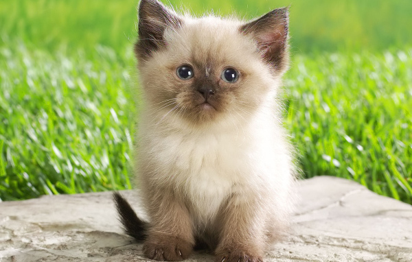 Совсем маленький сиамский кот сидит на камне