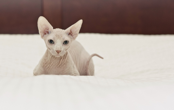 Белый кот сфинкс на кровати
