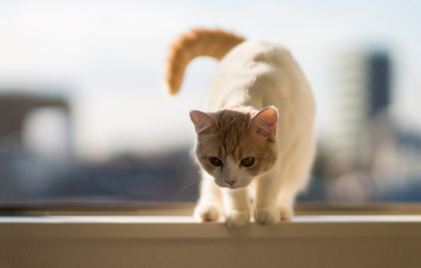 Бело-рыжий кот собирается прыгать
