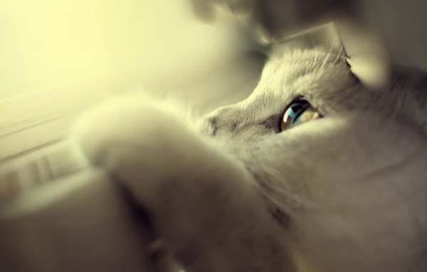 Белый кот спрятался