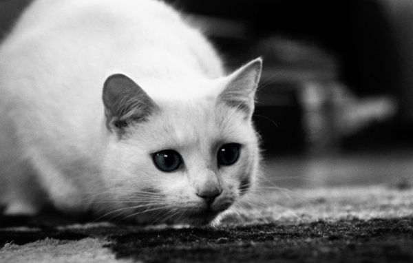 Белый кот охотится