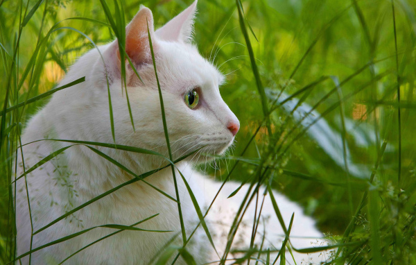 Белый кот в траве