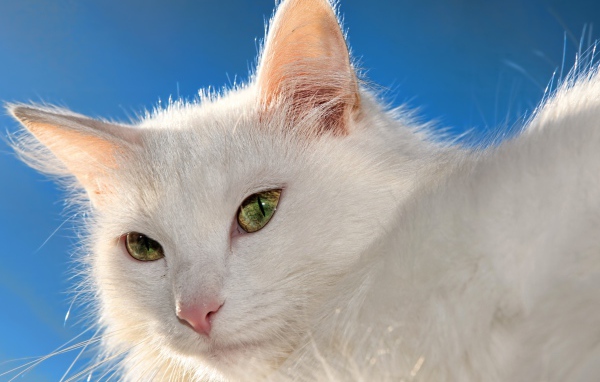 Белый кот на фоне голубого неба