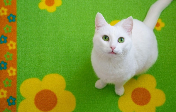 Белый кот на зелёном ковре