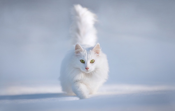 Белый кот бежит по снегу