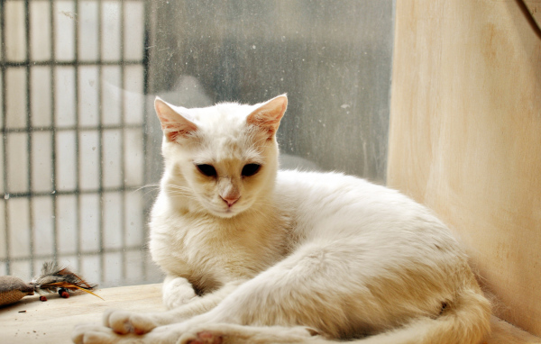 Белый кот грустит в дождливую погоду