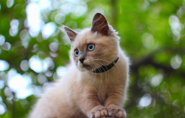 Белый маленький кот с ошейником