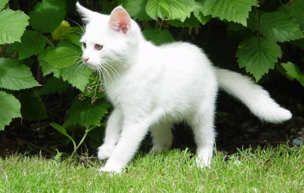 Белый молодой кот в кустах