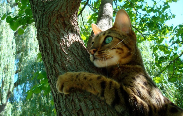 Молодой бенгальский кот на дереве