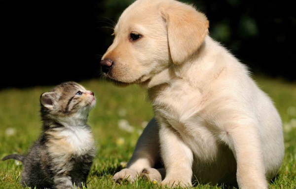 Маленькие красивые кот и пёс