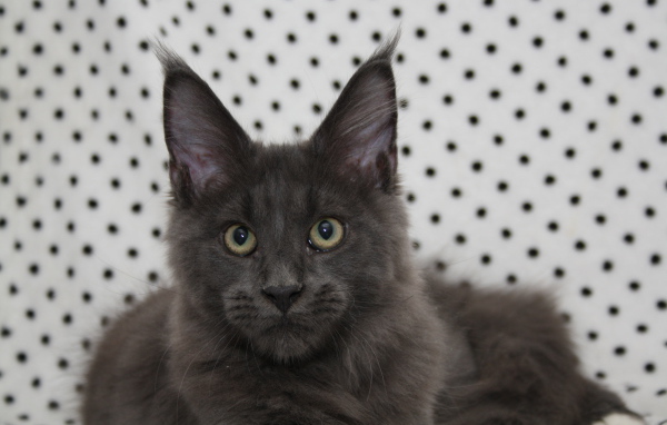 Молодой серый кот мейн-кун