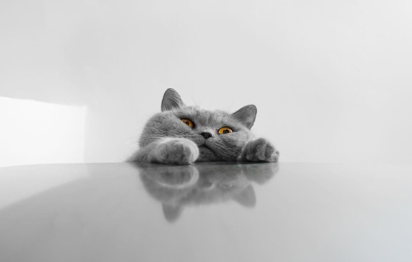 Толстый серый смешной кот