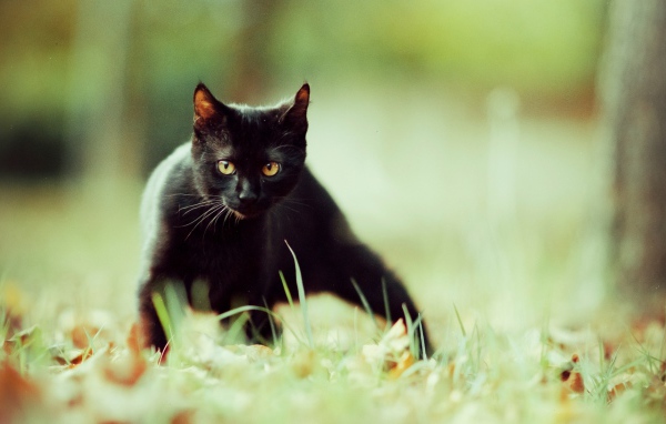 Маленький чёрный кот крадётся