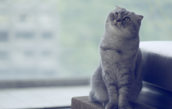 Красивый шотландский вислоухий кот что-то увидел