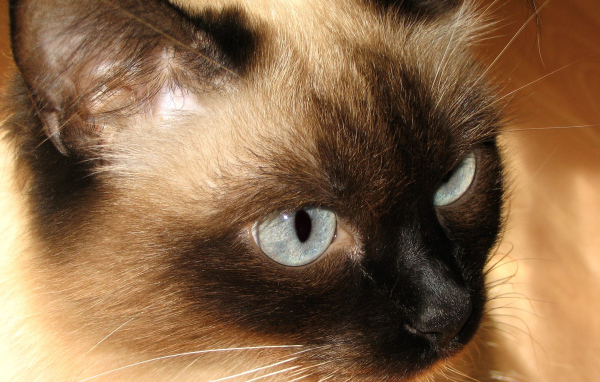 Красивый усатый сиамский кот 