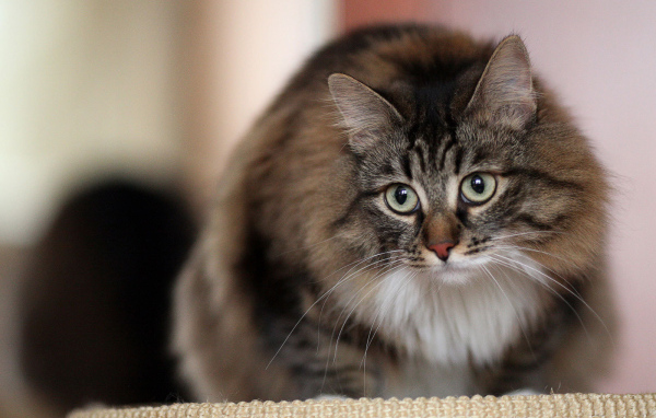 Красивый сибирский кот на кого-то смотрит