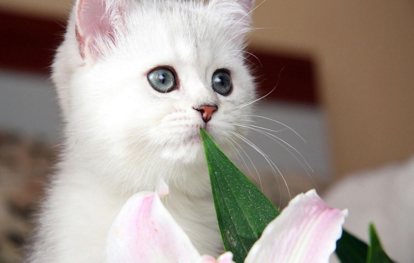 Красивый котёнок с серыми глазами и цветок
