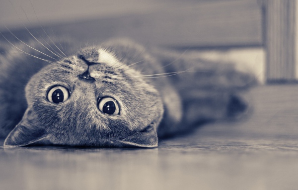 Красивый усатый кот развалился