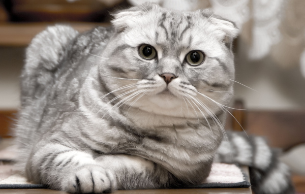 Красивый серебристый шотландский вислоухий кот