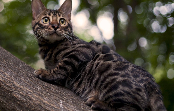 Бенгальский кот на дереве